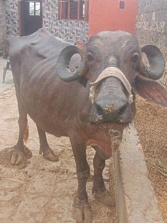 ભેંસ વેચવાની છે