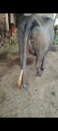 પહેલું વેતર