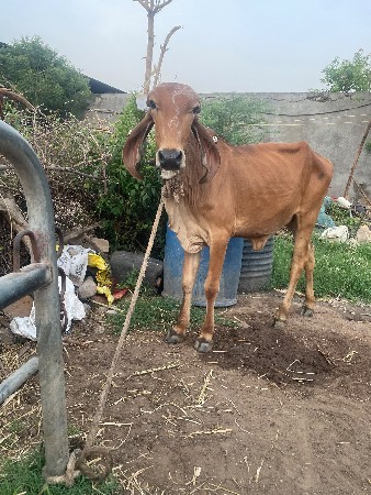 ગીર વાછડી