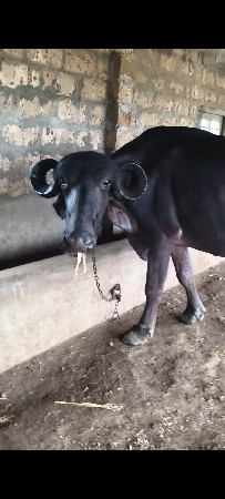 બીજા વેતર ની ભેંસ વેચવાની છે