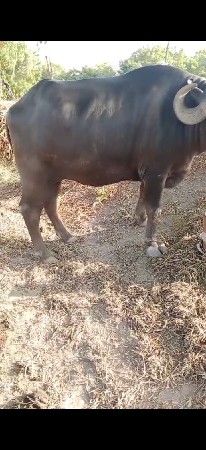 પેલુ બેતર બે મહીના ની કાસી