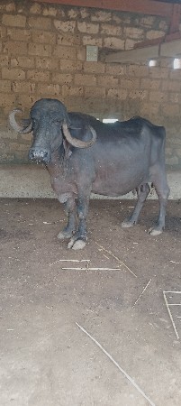 ભેંશ વેશવાની છે