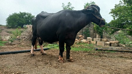bhesh vesvani se