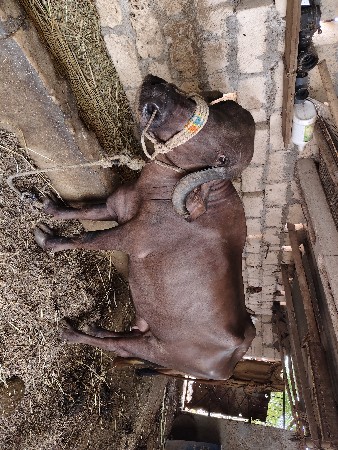 ખડેલી વેચવાની છે