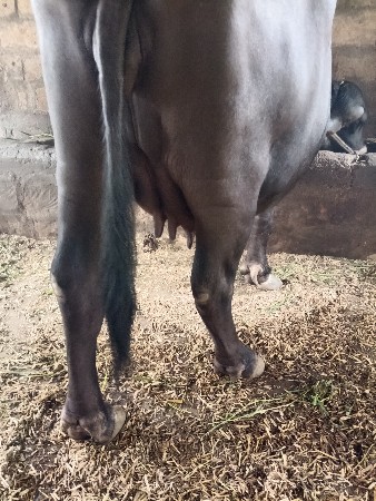 ભેંસ વેચવાની છે