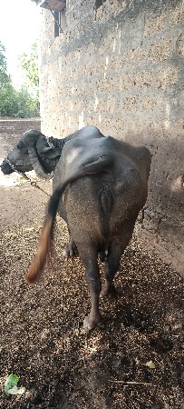 સાત મહિના નો ગાભ છે
