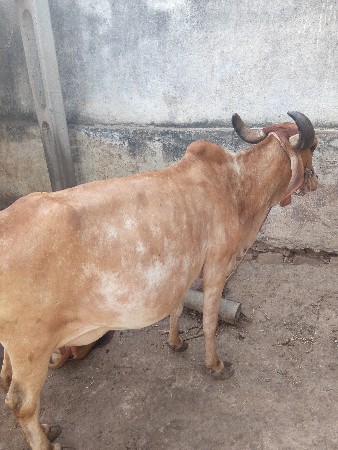 ગાય વેચવાની છે