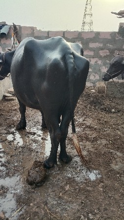 ભેંશ વેચવાની છે
