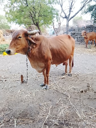 ગાય વેચવાની છે
