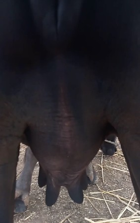 ભેંસ ને ખડેલી વેચવાની છે