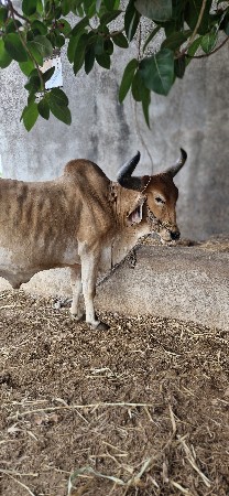 વેચવાના