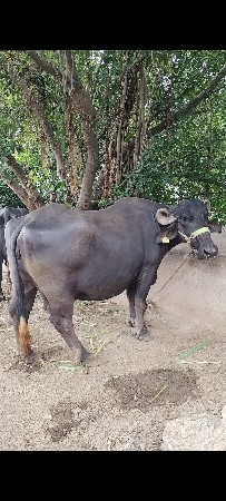 ભેંસ વેચવાની છે