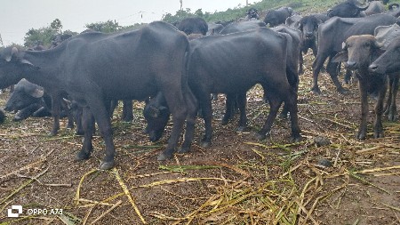 13 ખડેલા વેચવાના