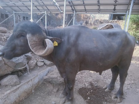 પાડો વેચવાનો છે