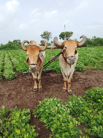 બળદ વેચવાના છે ચોથી ઘર