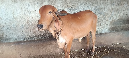 સાડા ત્રણ લીટર દૂધ