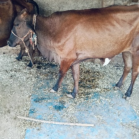 વેચવા ની