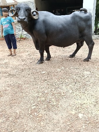 bhesh vechvani se