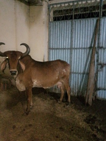 ગાય 15 દિવસ ની કાચી છે