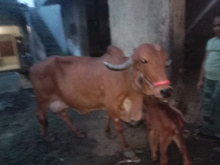ગીર ગાય ૩ વૅતર