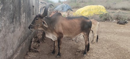 બળદ
