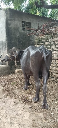 ભેશ વેચવાની છે
