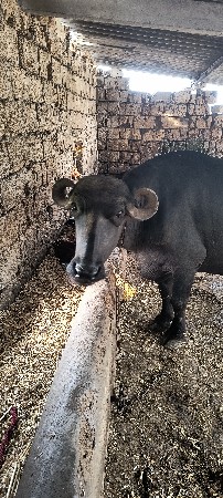 ભેંસ વેચવાની છે