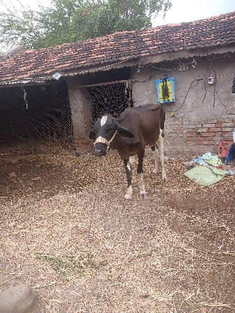 આ વાસડી વેચવાની છે