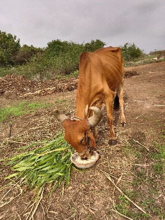 બળદ વેશવાના શે