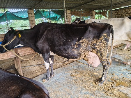 જર્સી