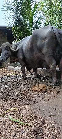 ભેંસ વેચવાની છે