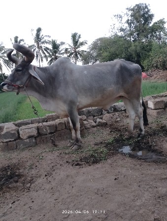 બળદ વેચવાના છે