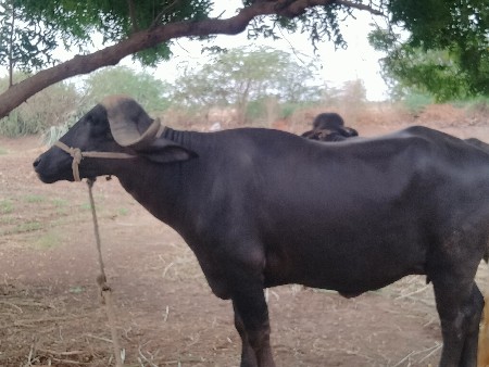 ભેંસ વેચવાની છે પેલું વેતાલ