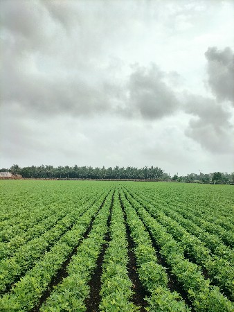 22 નંબર 8/9 મણ