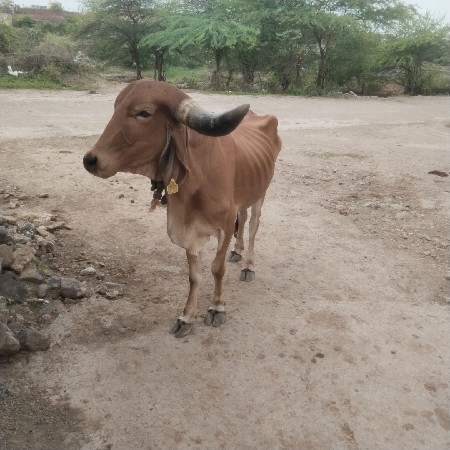 હોડકી આપવા ની છે