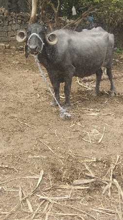 ભેંસ વેચવાની છે