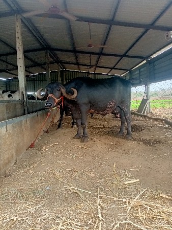 તબેલામાં માણસ