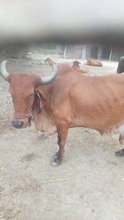 ગાય વેચવાની છે