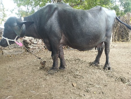 ભેંસ વેચવાની છે