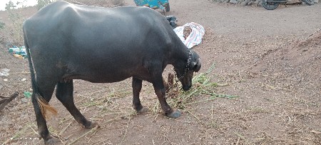 ભેંસ વેચવાની છે