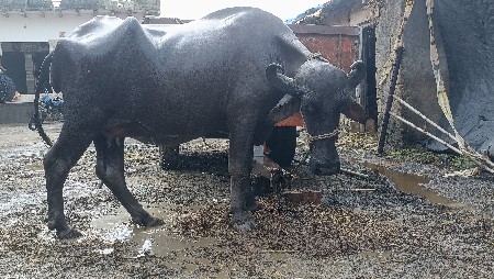 ભેંસ વેસવાની છે