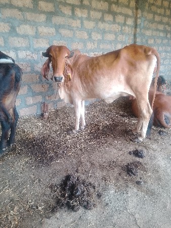 હોડકીવેશવાનીછે
