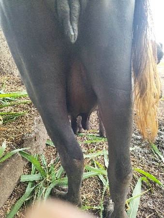 ભેંસ વેચવાની