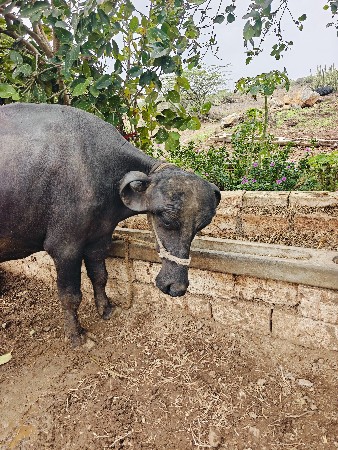જાફરાબાદી ખંડેલી વેચવાની છે