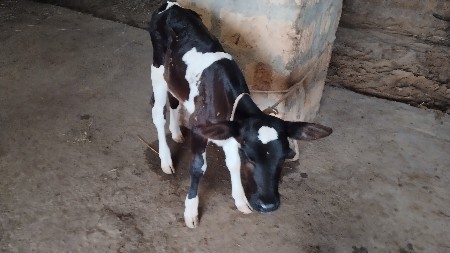 1 વેતર માં સે નીસે વાસડી સે