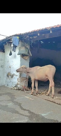 બંનેના સરનો પાડો