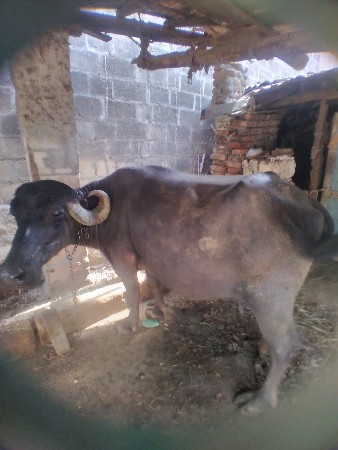dnhji Bhai  solanki