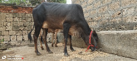 હોડકી વેચવાની છે