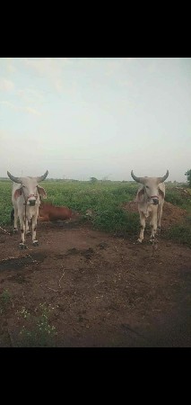 ગોઢલા વેચવાના છે