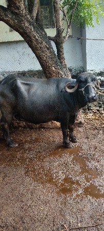 વેચવાની છે સારી દૂધાળ ભેંસ